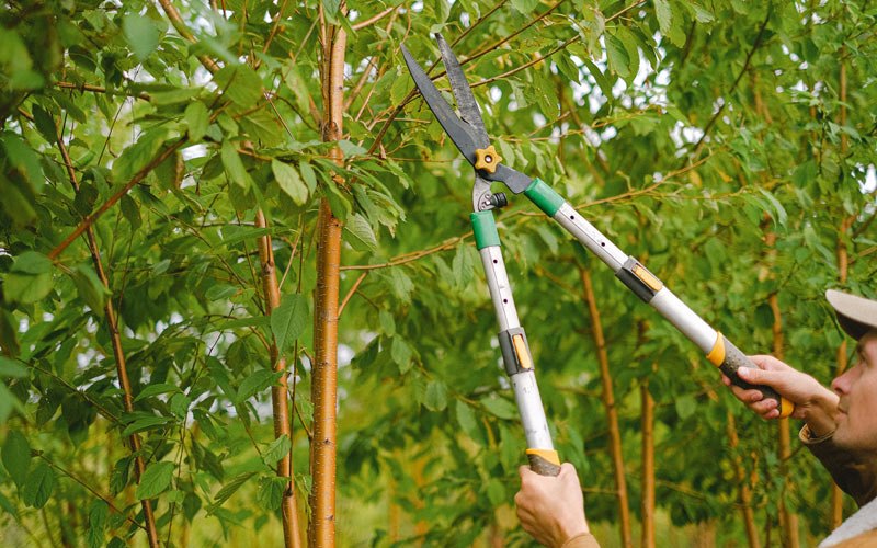 Tree trimming in Stanley, ND